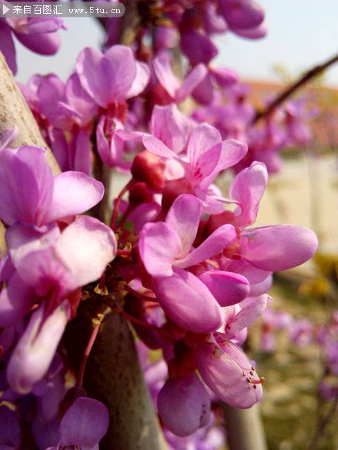 点击大图看下一张：紫色丁香花图片唯美背景素材