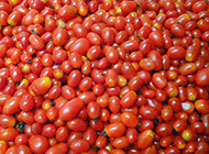 新鲜的野生小番茄图片