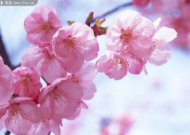 点击大图看下一张：粉里透红的桃花图片