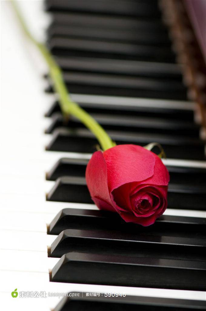 点击大图看下一张：钢琴上的玫瑰花艺术图片欣赏