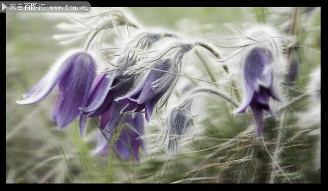 点击大图看下一张：春天鲜花图片娇柔素雅