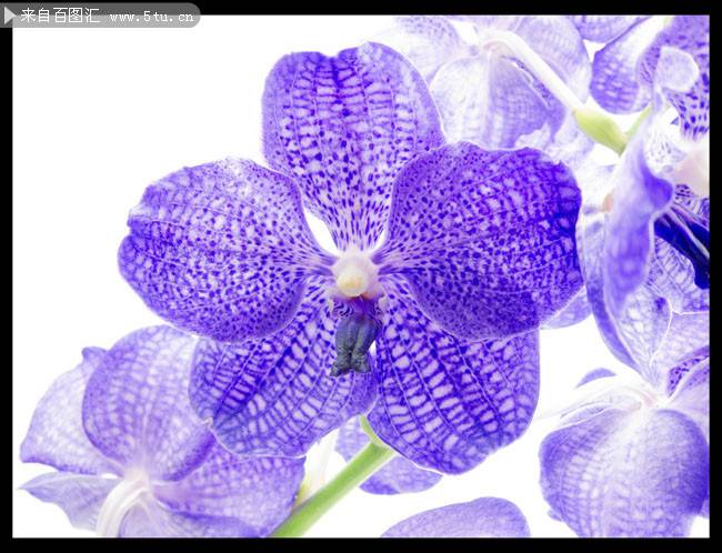 点击大图看下一张：俏丽素雅的紫色蝴蝶兰图片