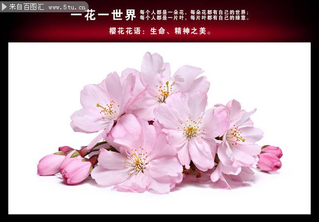 点击大图看下一张：唯美粉色樱花图片素材下载