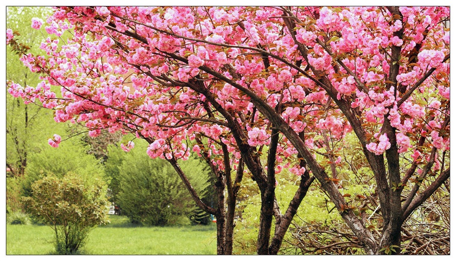点击大图看下一张：春天开花的樱花植物图片欣赏