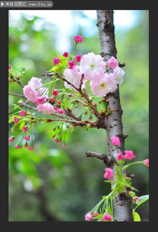 点击大图看下一张：盛开的桃花唯美摄影图片