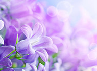 紫色的唯美浪漫花卉图片素材