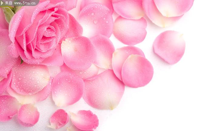 点击大图看下一张：粉色玫瑰花图片摄影素材分享