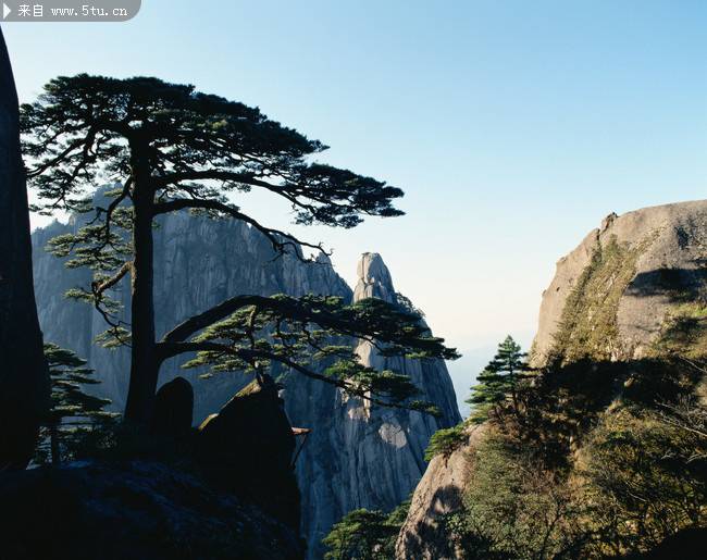 点击大图看下一张：顶天立地的松树摄影图片
