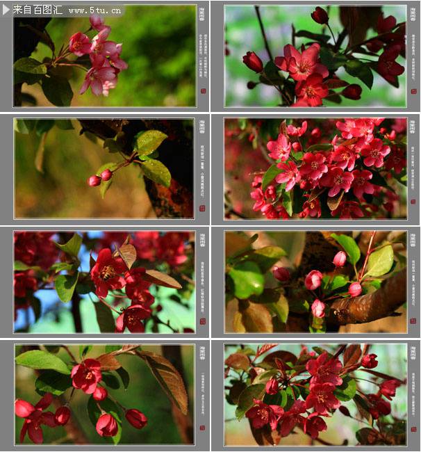 点击大图看下一张：四季海棠花图片微距特写