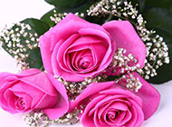 超漂亮的玫瑰花图片欣赏
