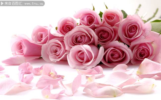 点击大图看下一张：一束唯美粉玫瑰图片素材