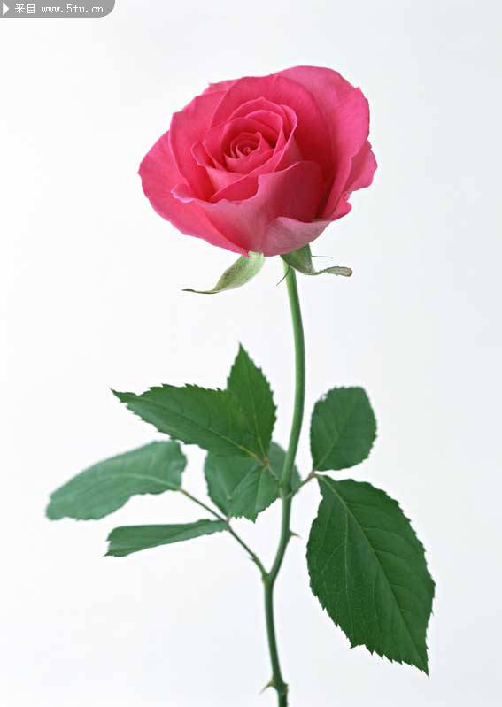 点击大图看下一张：粉红玫瑰花浪漫唯美图片