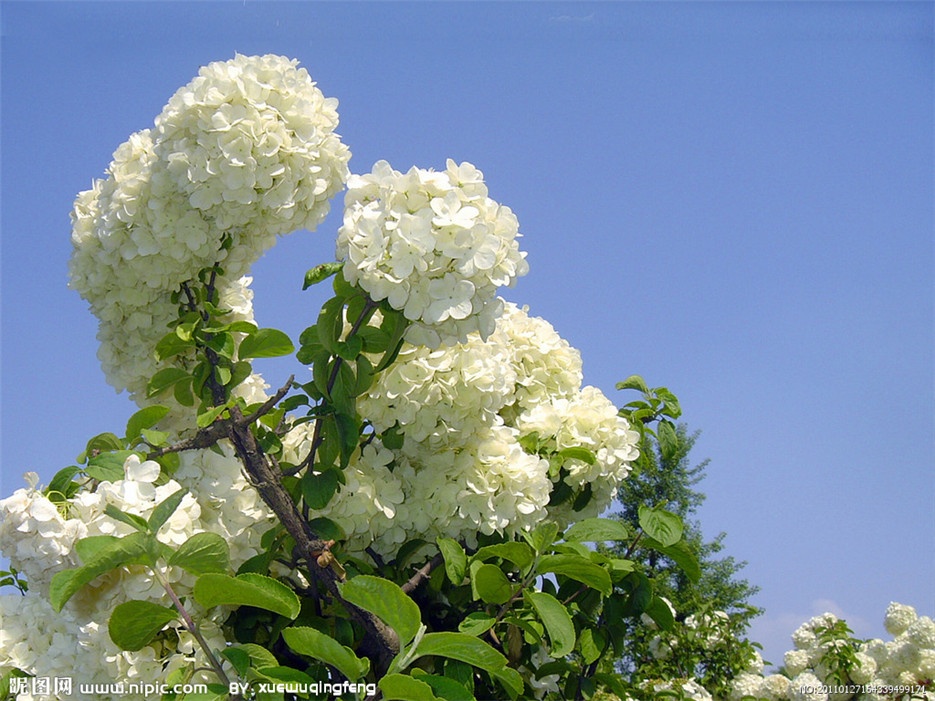 点击大图看下一张：扬州市花木绣球高清植物图片