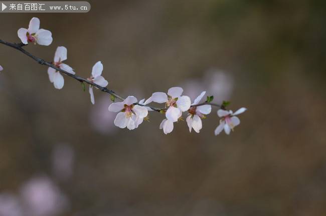 点击大图看下一张：春天的桃花唯美摄影图片
