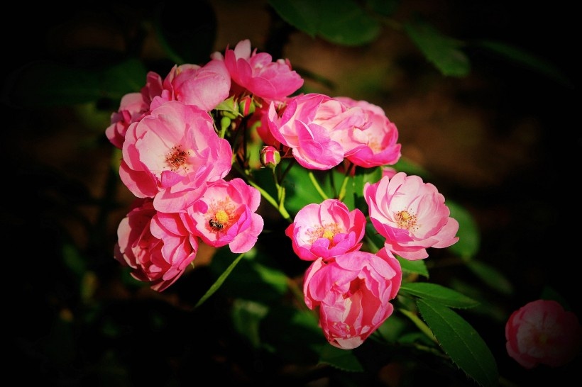 点击大图看下一张：观赏植物美艳动人的野蔷薇图片