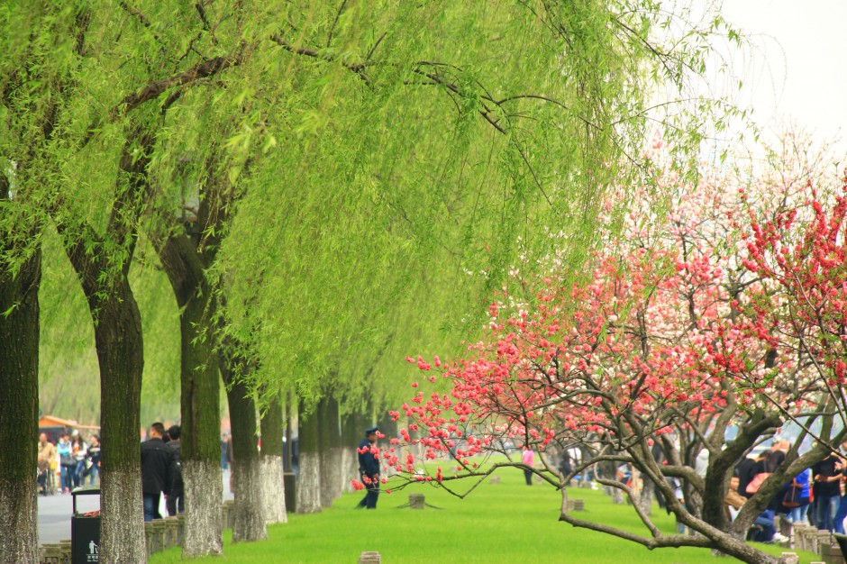 点击大图看下一张：春天柳树图片绿意烂漫迷人