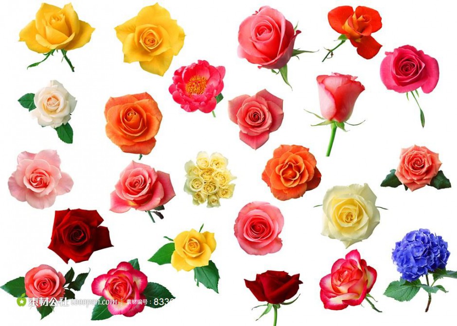 点击大图看下一张：七夕玫瑰花图片背景素材精选