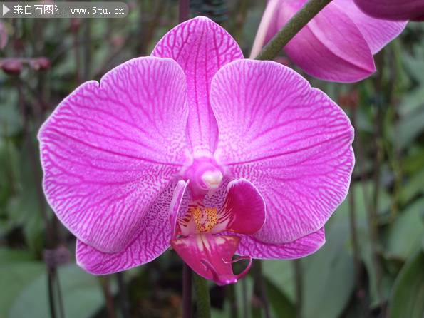 点击大图看下一张：唯美的紫色蝴蝶兰高清图片赏析