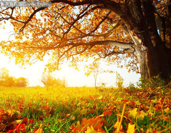 点击大图看下一张：秋天的枫树唯美摄影图片
