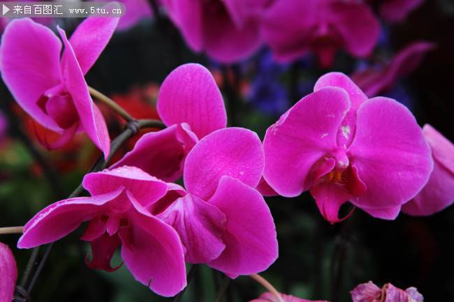 点击大图看下一张：红色蝴蝶兰花素雅鲜花图片素材