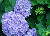 紫色的美丽花朵高清图片
