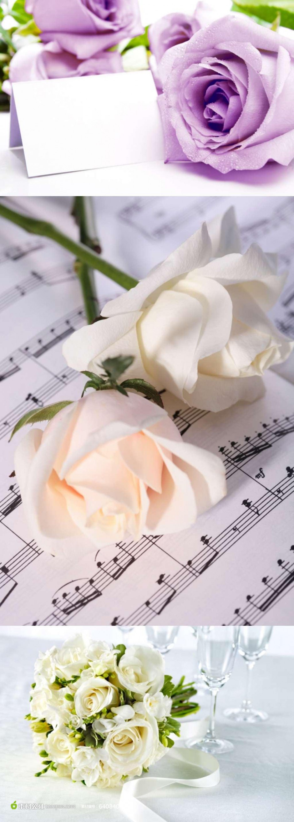 点击大图看下一张：白玫瑰优雅素淡风格图片素材