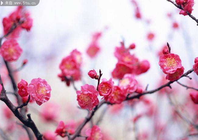 点击大图看下一张：三月是桃花的世界