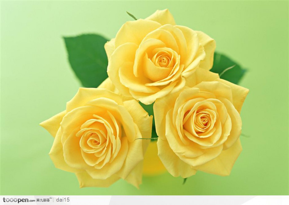 点击大图看下一张：玫瑰花图片素材高清特写