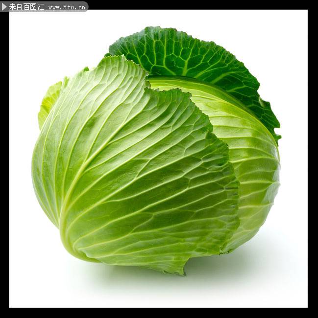 点击大图看下一张：常见的蔬菜卷心菜图片素材