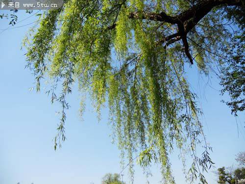 点击大图看下一张：春天的柳树摄影图片