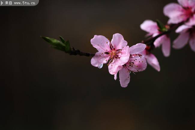 点击大图看下一张：雨后的桃花微距摄影图片