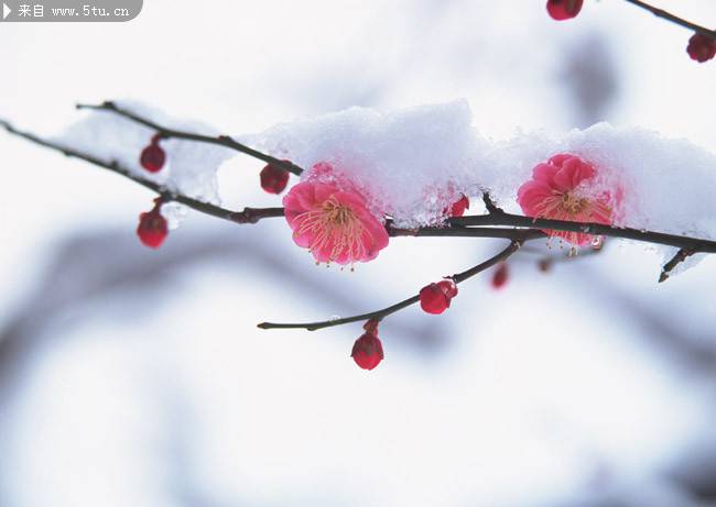 点击大图看下一张：不惧寒冬的粉色桃花图片