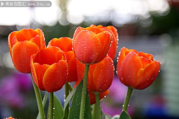 点击大图看下一张：雨后的郁金香图片欣赏