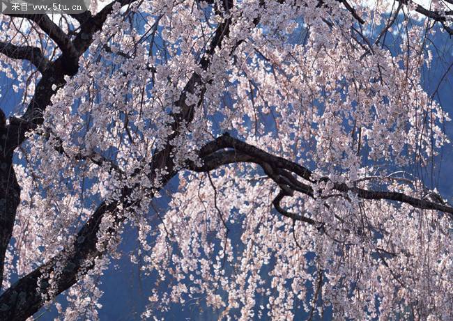 点击大图看下一张：盛开的日本樱花树图赏析