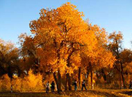 萧瑟伤感秋天的银杏树图片