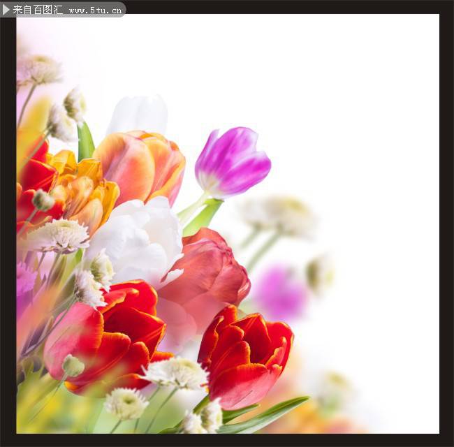 点击大图看下一张：绚丽多彩的郁金香背景图片