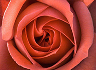 红玫瑰花图片唯美高清背景素材