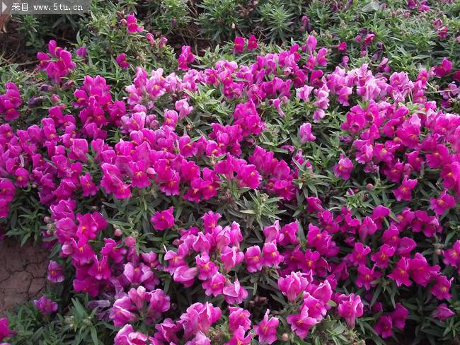 点击大图看下一张：唯美的紫色花朵摄影图片