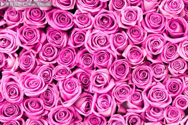 点击大图看下一张：紫玫瑰花图片唯美背景素材推荐