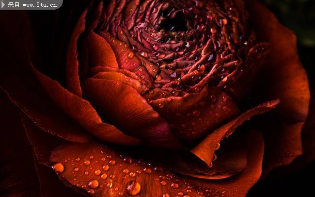 点击大图看下一张：带水滴的一朵红玫瑰特写图片