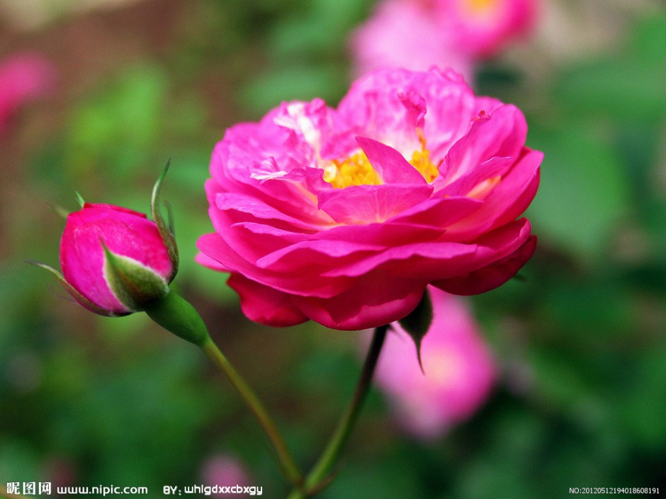 点击大图看下一张：唯美蔷薇花图片灿烂芬芳