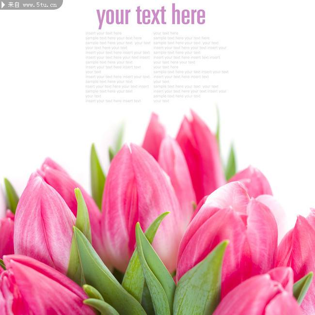点击大图看下一张：清秀高雅的粉色郁金香花束图片