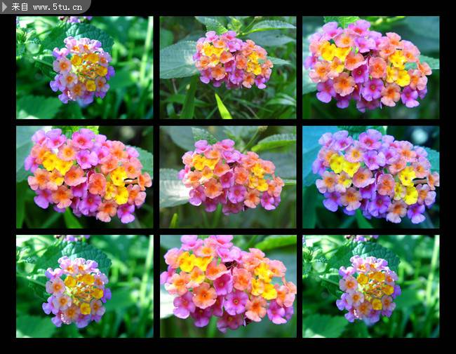 点击大图看下一张：美丽的七彩缤纷花朵图片