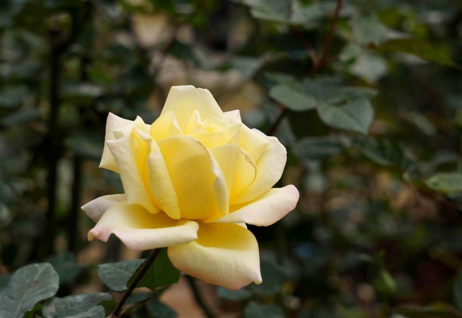 点击大图看下一张：代表珍重祝福的黄玫瑰
