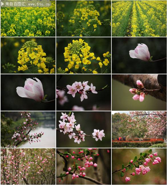 点击大图看下一张：油菜花图片春日美景摄影素材