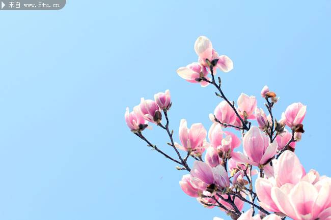 点击大图看下一张：枝头上粉色的玉兰花图片