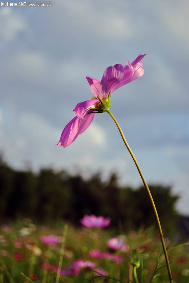 点击大图看下一张：紫色花卉唯美波斯菊图片