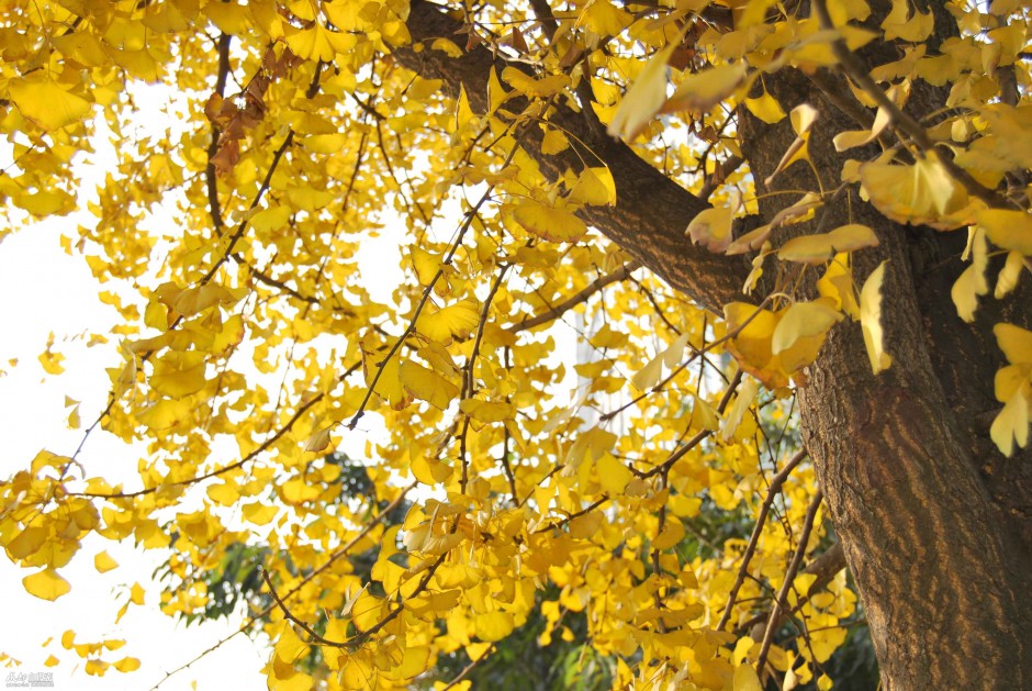点击大图看下一张：银杏树金黄树叶精美写真