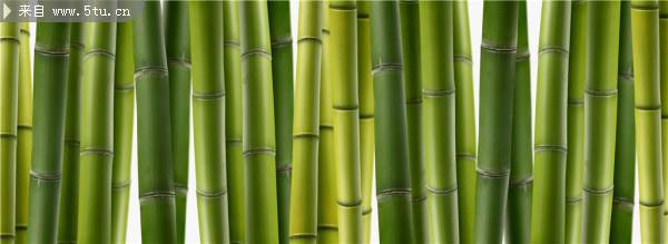 点击大图看下一张：超清晰的竹子图片素材
