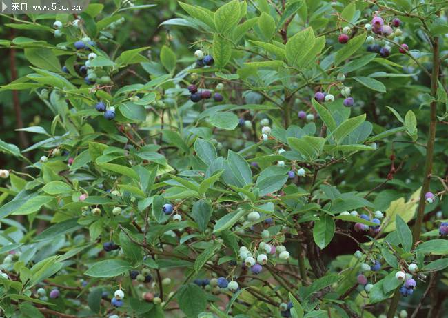 点击大图看下一张：硕果累累的野生蓝莓树图片